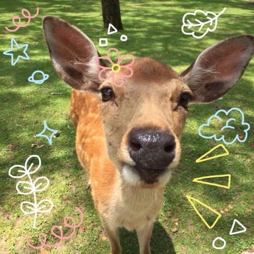 mixedgf:o deer! // nara deer park in japan