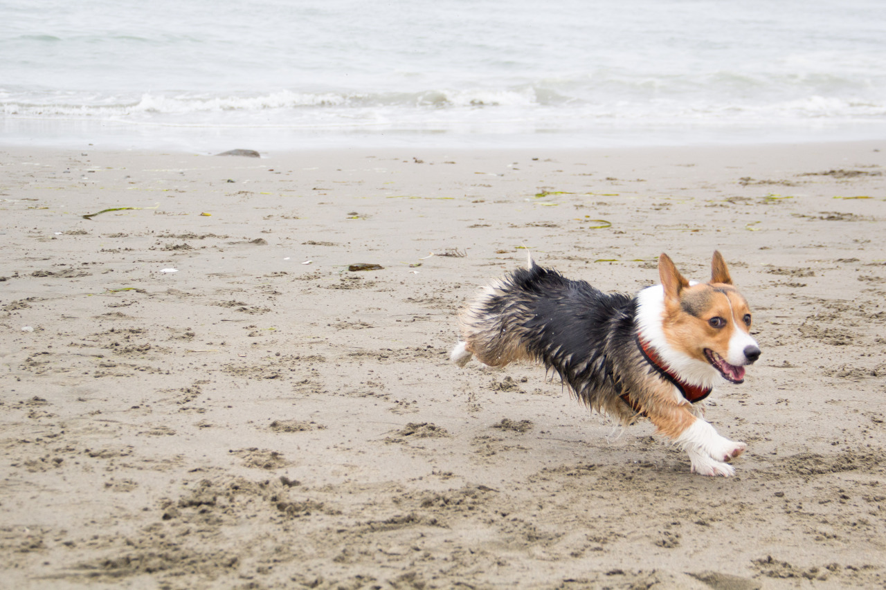 chubbythecorgi:  At NorCal Corgi Beach Day at Fort Funston. Got to meet some awesome