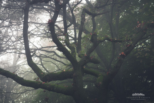 freddie-photography:  Autumn Forests of the United Kingdom Photographed By Frederick Ardley 