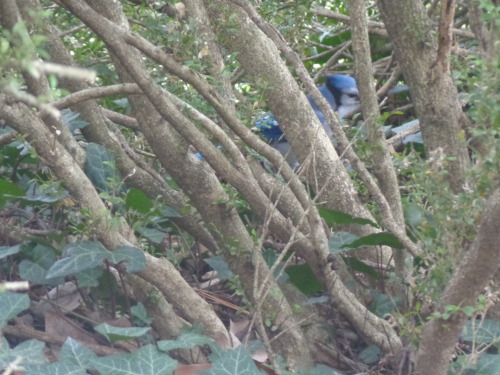 Blue jay at the National Arboretum in Washington D.C.