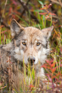 wolfsheart-blog:Grey Wolf by   Patrick J