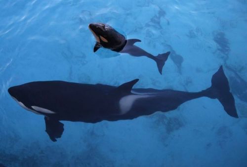 Gender: MalePod: N/APlace of Capture: Born at Marineland Antibes, FranceDate of Capture: Born Novemb