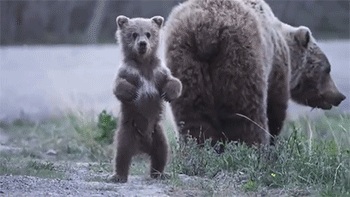 sizvideos:  Bear cub wants photographer to adult photos
