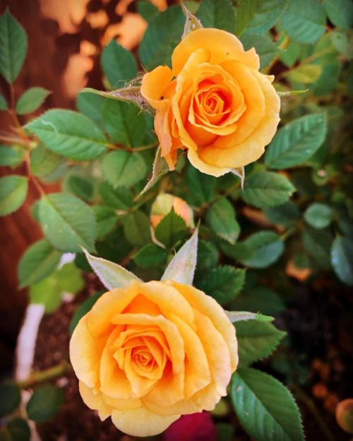 Mini yellow roses  (at Hacienda Pèrez-Garcia)