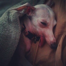 ilymorgannn:  voxamberlynn:  control-me:  I wanted to share this with everyone. This is my dog. She was raised in a puppy mill. She had several litters of pure bread italian greyhound babies sold to people in their homes or in pet stores. The “breeders”