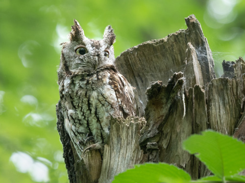 Sylvain MessierChronicles of Angrignon |  Female and Male spotted owls | Angrignon Park | South-West