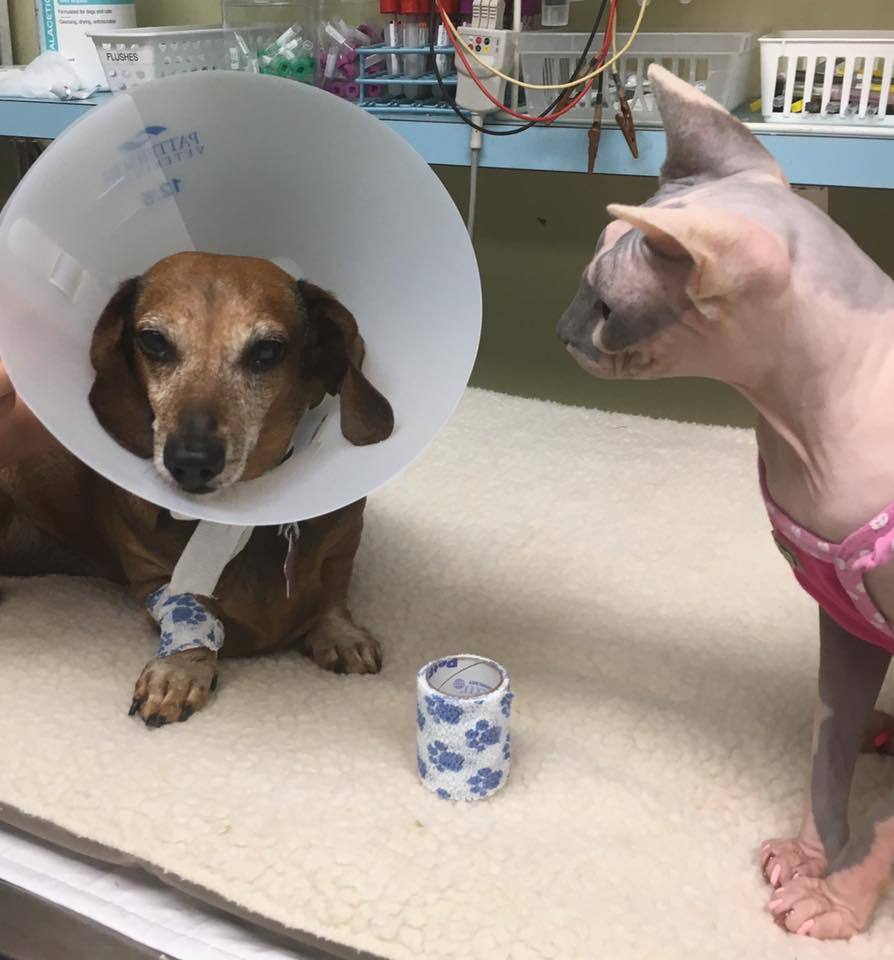 catsbeaversandducks: Meet Nurse Raisin She’s cute, professional, kind and very