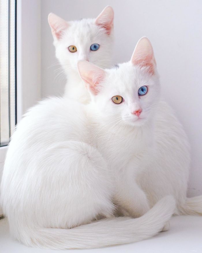 boredpanda:   Meet The Most Beautiful Twin Cats In The World   