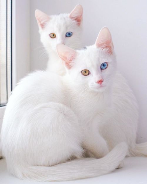 boredpanda:Meet The Most Beautiful Twin Cats In The World