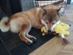 kumaandbean:  Kuma loves giraffe.