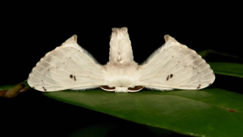 sinobug:Bombycid Silkmoth (Penicillifera cf. lactea, Bombycidae) As much as this looks like a plane 