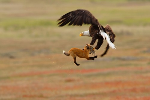 “Bald Eagle picks up Fox with White Rabbit”    Photograph By Kevin Eli