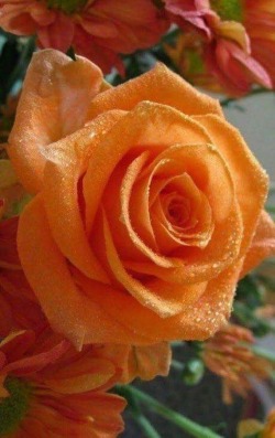 yellowrose543:  Wet orange rose   Google +