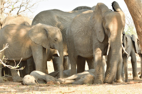 Olifant- Elephants by Rob Keulemans It was midday and very hot. The calves were allowed to lay down 