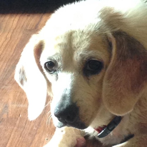 My dog Daisy
