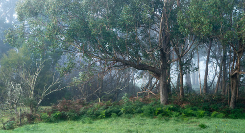 Little Yarra mood by Shane Spoor