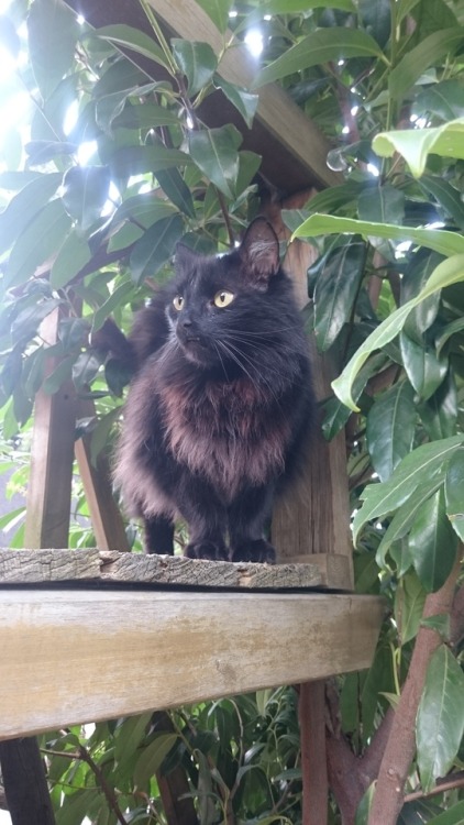 punmasterkentparson:This is my cat Momo. She is 10 and i love her very much