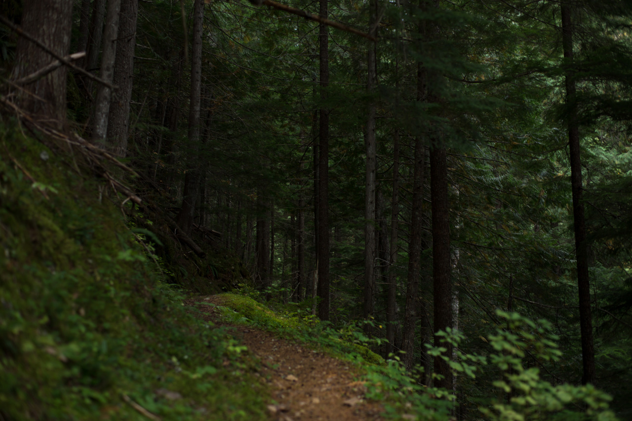 lobo-de-luna:  Let’s go someplace dark 9-10-14