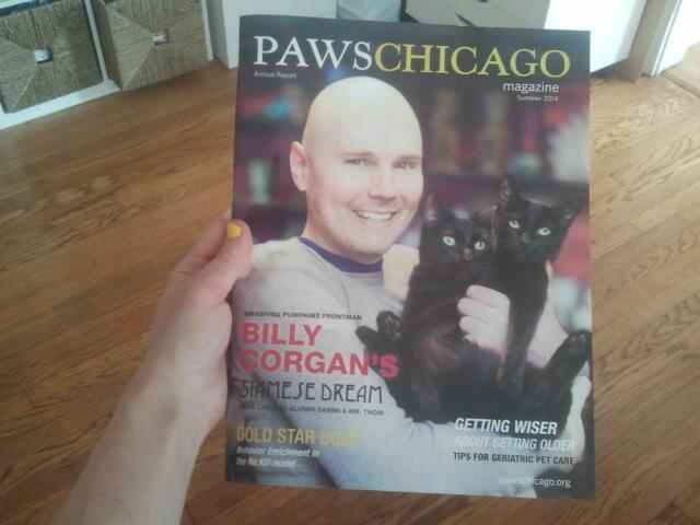 americanhighwayflower:  Despite all my rage I am still holding cats on a page 