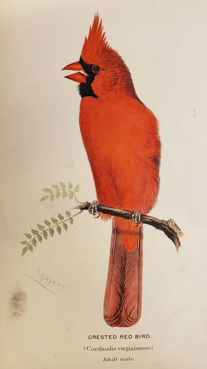 From: Baird, Spencer Fullerton.  A history of North American birds. Boston : Little, Brown, 1875QL68