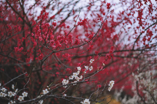 2022-03-19Blue Plum FarmCanon EOS R6 + RF50mm f1.8 STMInstagram  |  hwantastic79vivid