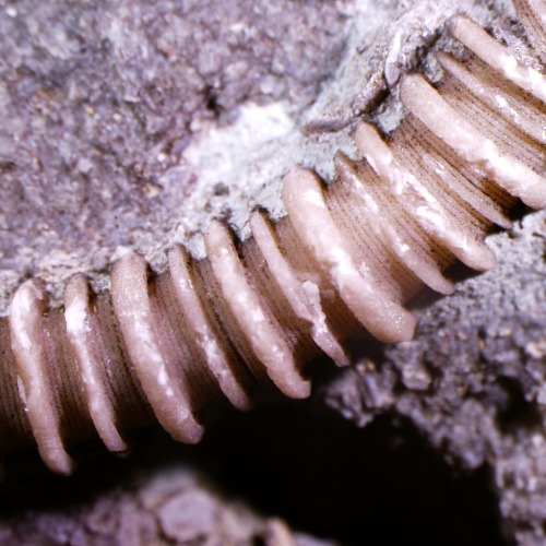 Changing it up briefly tonight! I collected these crinoid stems in northern Kentucky a few weeks ago