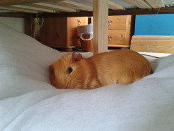 amwythig:  My guinea pig wandered out of my room, and decided he would sleep on the quilt under my mums bed. I spent like half an hour looking for him only to find this 