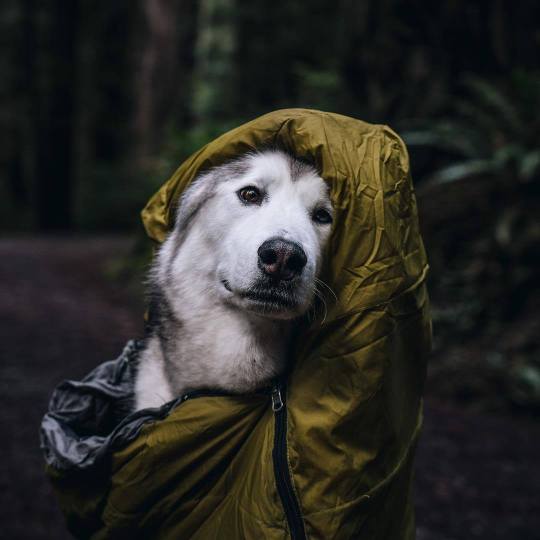 Meet Loki the Wolfdog and his friends.