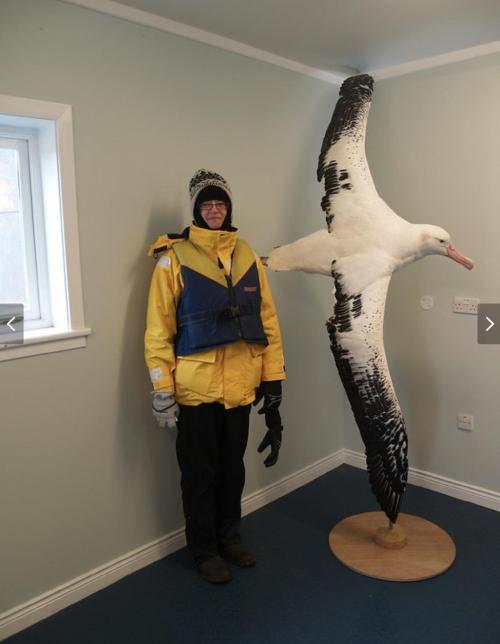 nmhummingbird:sixpenceee:A Wandering Albatross to scale. Having the longest wingspan of any living b