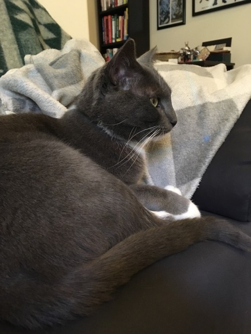 veliseraptor: queen vashti moods: windowsill, model, loaf, doof, sleepy, and tote bag