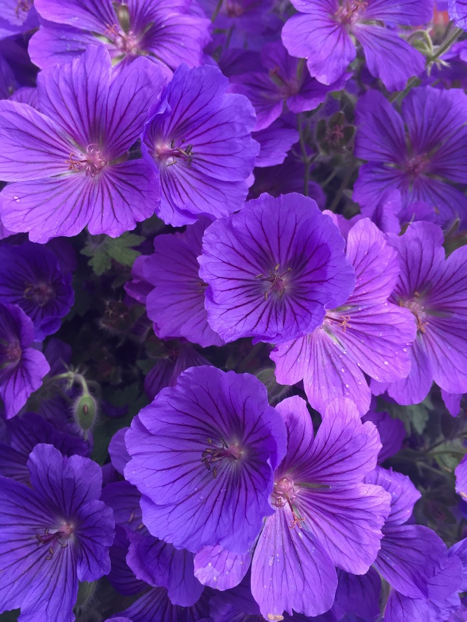 kiimon:  Flower aesthetic?? 💜