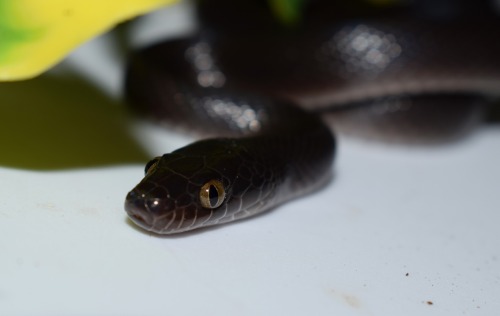 Midnight, my Black House Snake! This species looks so derpy sometimes&hellip; At least she&r