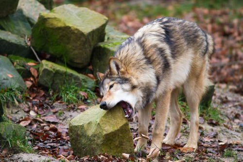 stop-fallen-angel:ursulavernon:wolvensnothere:naturepunk:elegantwolves:by Klaus BulgrinI’m gonna eat