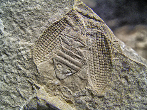 Fossil  Coleoptera