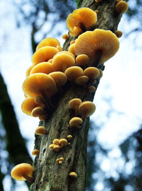 Velvet shanks - winter mushroom par excellence - growing on a rotten old gorse bush.