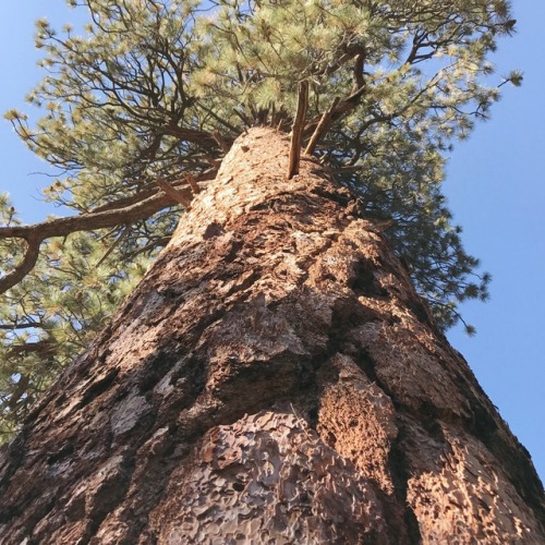 How to Identify a Jeffrey Pine:1. Gentle Jeffrey: the spikes on the pinecones face in2. Leaves: Need