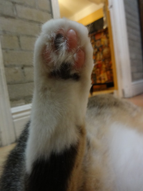 dixieandherbabies:Dixie and her babies.Carter was just walking along & gave out!