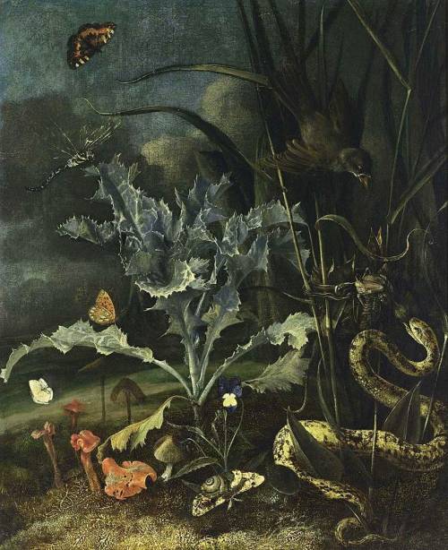 eumycota:  Otto Marseus van Schrieck  