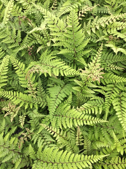 Such inspiration!! A perennial grower&rsquo;s open house at the end of summer is a pretty amazin