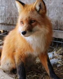 Everythingfox:  Hi Pretty Foxyvincent The Fox