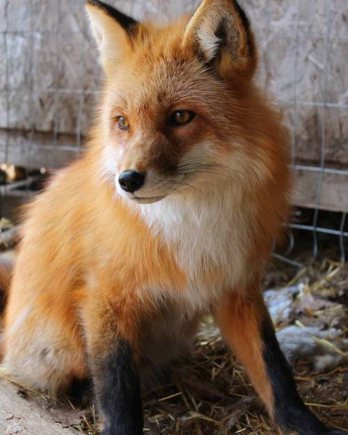 everythingfox:  Hi pretty foxyVincent the Fox