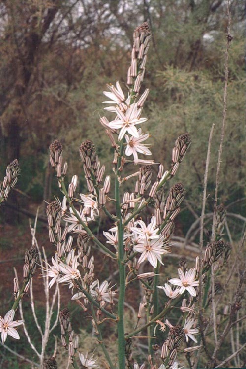 hauntedgardenbook:The asphodel is a native of Sicily, and its roots were once enjoyed as food. But i