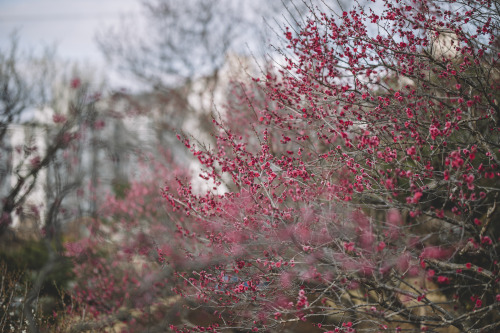 2021-02-27Plum BlossomsCanon EOS R6 + RF85mm f1.2LInstagram  |  hwantastic79vivid