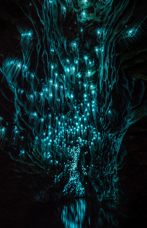 bogleech:bughaze:landscape-photo-graphy:Glowworms Illuminate New Zealand’s CavesPhotographer S