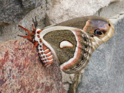 eye4hope:Cercropia Moth-  Wow