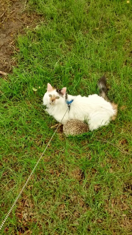 Old Granny Seto and her young prickly hedgie friend Garrus enjoying the park today(submitted by kiru