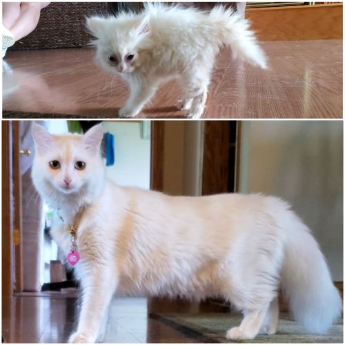 supermodelcats:Nimbus may have started out as a crinkled tissue, but I think she grew up into quite 