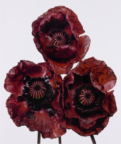 scandinaviancollectors:IRVING PENN, Poppies (1968). Dye transfer print. / Hamiltons