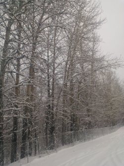 These trees next to our apartment are really pretty! Just on the other side of that is Creamer&rsquo;s Field. 