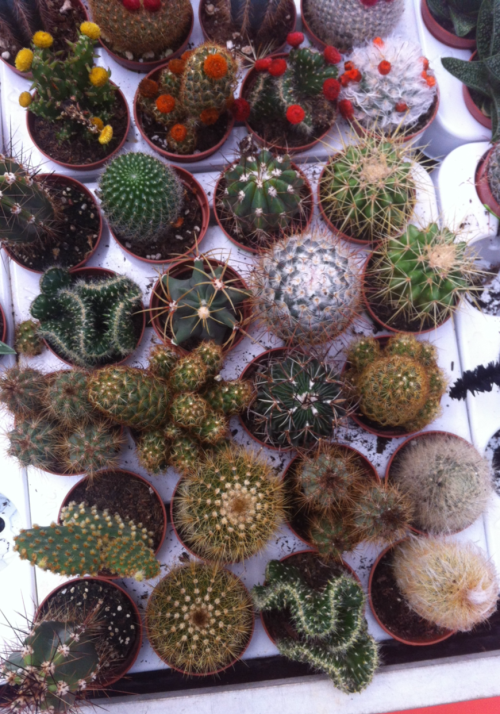 planths:  i bought five and named them all after myself 
